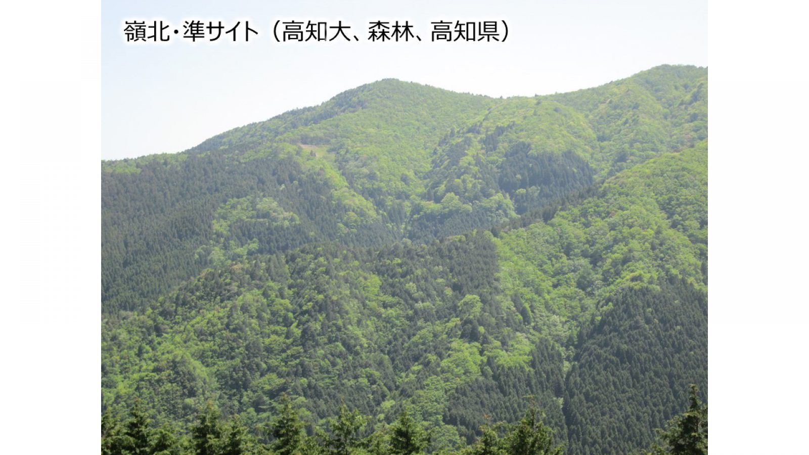 嶺北