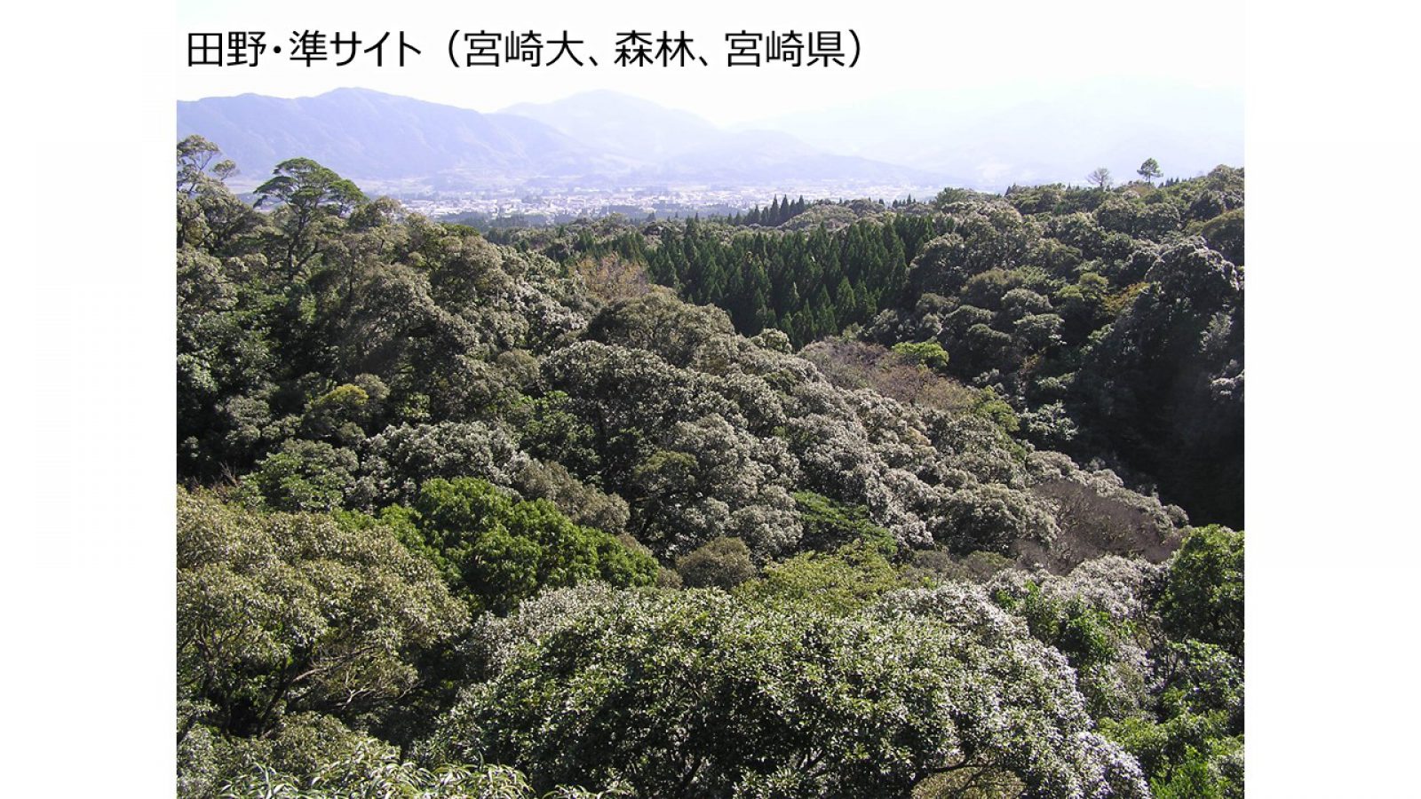 田野